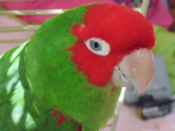 Pet Star 184.jpg
